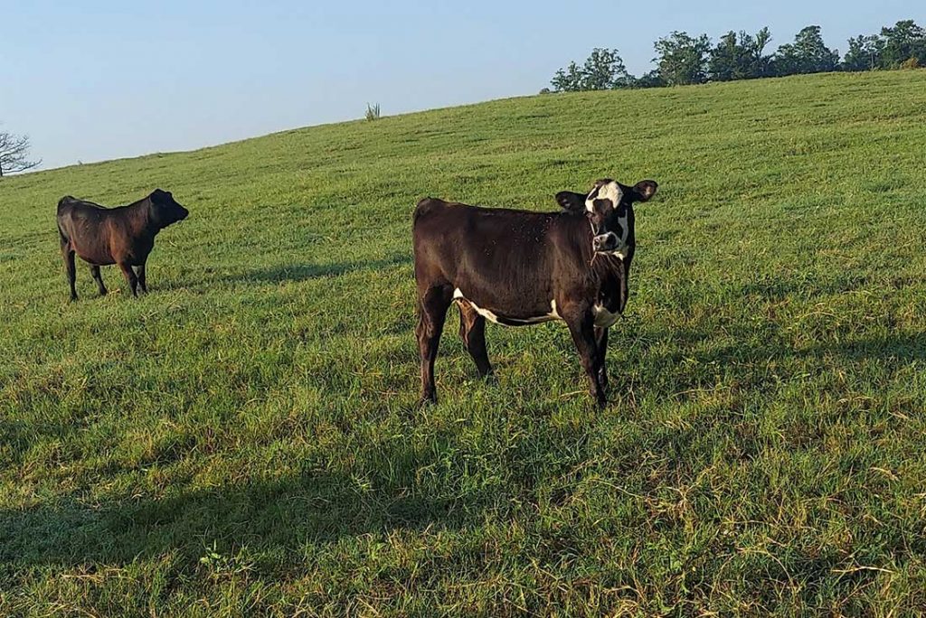 SE Cattle Consulting Complete Cattle Consulting in the Southeast